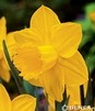 Showbox Narcissus - Narcyz Dla Kolekcjonera  "2" 100 Szt.