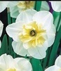 Showbox Narcissus - Narcyz Dla Kolekcjonera  "2" 100 Szt.