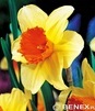 Showbox Narcissus - Narcyz Dla Kolekcjonera  "2" 100 Szt.