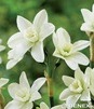 Showbox Narcissus - Narcyz Dla Kolekcjonera  "2" 100 Szt.
