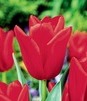 Showbox Tulip - Tulipan Triumph "2" 12/+ 250 Szt.