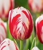 Showbox Tulip - Tulipan Triumph Rembrandt 11/12  250 Szt.