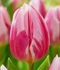 Showbox Tulip - Tulipan Triumph Rembrandt 11/12  250 Szt.