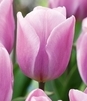 Showbox Tulip - Tulipan Triumph "5"  11/12 250 Szt.