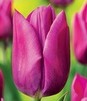 Showbox Tulip - Tulipan Triumph "7"  11/12 250 Szt.
