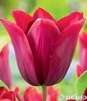 Showbox Tulip - Tulipan Triumph "8"  11/12 250 Szt.