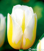 Showbox Tulip - Tulipan Triumph "12"  11/12 250 Szt.