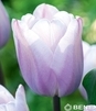 Showbox Tulip - Tulipan Triumph "11"  11/12 250 Szt.