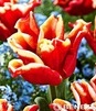 Showbox Tulip - Tulipan Triumph "11"  11/12 250 Szt.