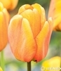 Showbox Tulip - Tulipan Triumph "11"  11/12 250 Szt.