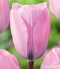 Showbox Tulip - Tulipan Triumph "9"  11/12 250 Szt.