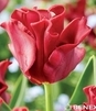 Showbox Tulip - Tulipan Triumph "10"  11/12 250 Szt.