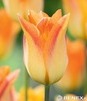Showbox Tulip - Tulipan Liliokształtny "1"  11/12  250 Szt.
