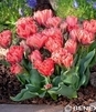 Showbox Tulip - Tulipan Niski Kaufmanna 10/11  250 Szt.