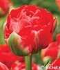 Showbox Tulip - Tulipan Pełny "1" 12/+  250 Szt.