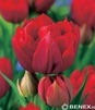 Showbox Tulip - Tulipan Pełny "5" 11/12 150 Szt.