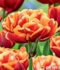 Showbox Tulip - Tulipan Pełny "7" 11/12 250 Szt.
