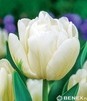 Showbox Tulip - Tulipan Pełny "7" 11/12 250 Szt.