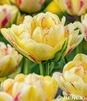 Showbox Tulip - Tulipan Pełny "11" 11/12 150 Szt.