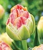 Showbox Tulip - Tulipan Pełny "11" 11/12 150 Szt.