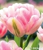 Showbox Tulip - Tulipan Pełny "4" 11/12  150 Szt.