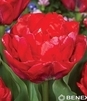 Showbox Tulip - Tulipan Pełny "4" 11/12  150 Szt.