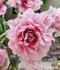 Showbox Tulip - Tulipan Pełny "8" 11/12 150 Szt.