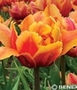 Showbox Tulip - Tulipan Pełny "8" 11/12 150 Szt.