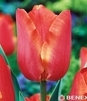 Showbox Tulip - Tulipan Pojedynczy Wczesny 11/12  250 Szt.