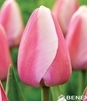 Showbox Tulip - Tulipan Darwina "4" - Pride 11/12  250 Szt.