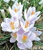 Showbox 10-Cio Komorowy Crocus - Krokus "2" I "3" 5/7 750 Szt.