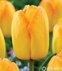 Showbox Tulip - Tulipan Darwina "4" - Pride 11/12  250 Szt.