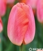 Showbox Tulip - Tulipan Darwina "4" - Pride 11/12  250 Szt.