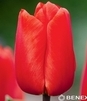 Showbox Tulip - Tulipan Darwina "4" - Pride 11/12  250 Szt.