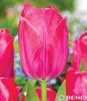 Showbox Tulip - Tulipan Darwina "4" - Pride 11/12  250 Szt.