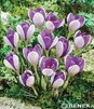 Showbox 10-Cio Komorowy Crocus - Krokus "2" I "3" 5/7 750 Szt.
