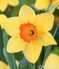 Showbox 10-Cio Komorowy Narcissus - Narcyz Pełny I Wielkoprzykoronkowy 14/16 150