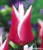 Showbox 10-Cio Komorowy Tulip - Tulipan Liliokształtny 11/12 250 Szt.