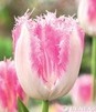 Showbox Tulip - Tulipan Strzępiasty "5" 11/12 150 Szt.