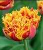 Showbox Tulip - Tulipan Strzępiasty "7" 11/12 150 Szt.