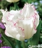 Showbox Tulip - Tulipan Strzępiasty "7" 11/12 150 Szt.