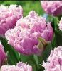 Showbox Tulip - Tulipan Strzępiasty "7" 11/12 150 Szt.