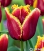 Showbox Tulip - Tulipan Strzępiasty "7" 11/12 150 Szt.