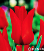 Showbox 10-Cio Komorowy Tulip - Tulipan Liliokształtny 11/12 250 Szt.