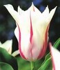 Showbox 10-Cio Komorowy Tulip - Tulipan Liliokształtny 11/12 250 Szt.