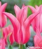 Showbox 10-Cio Komorowy Tulip - Tulipan Liliokształtny 11/12 250 Szt.