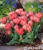 Showbox 10-Cio Komorowy Tulip - Tulipan Niski Fostera I Kaufmanna 10/11 250 Szt.