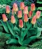 Showbox 10-Cio Komorowy Tulip - Tulipan Niski Fostera I Kaufmanna 10/11 250 Szt.