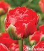 Showbox 10-Cio Komorowy Tulip - Tulipan Pełny 250 Szt.