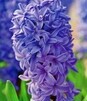 Showbox 10-Cio Komorowy Hyacinth - Hiacynt "1" I "2" 16/18  150 Szt.